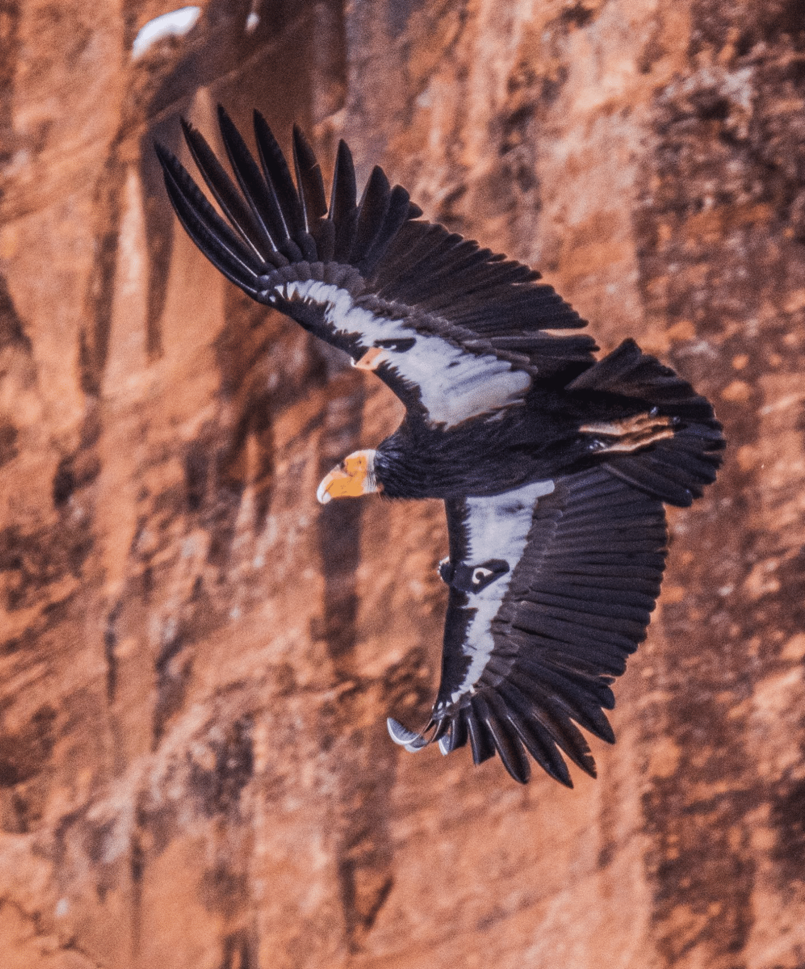 California Condor flying in Zion National Park